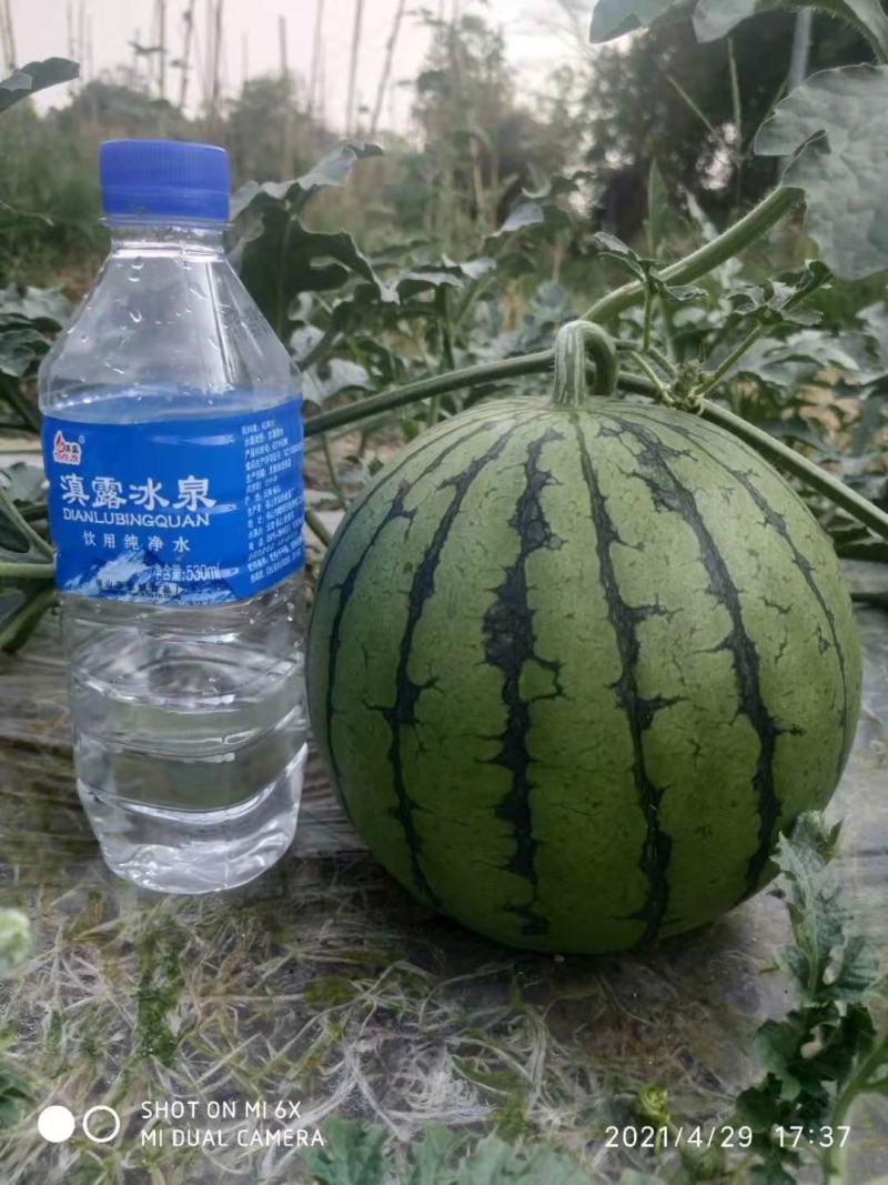 特小凤西瓜
