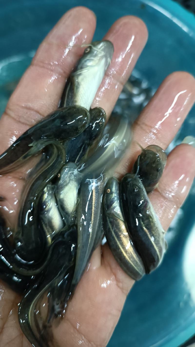 鲶鱼大囗鲶鱼胡子鲶