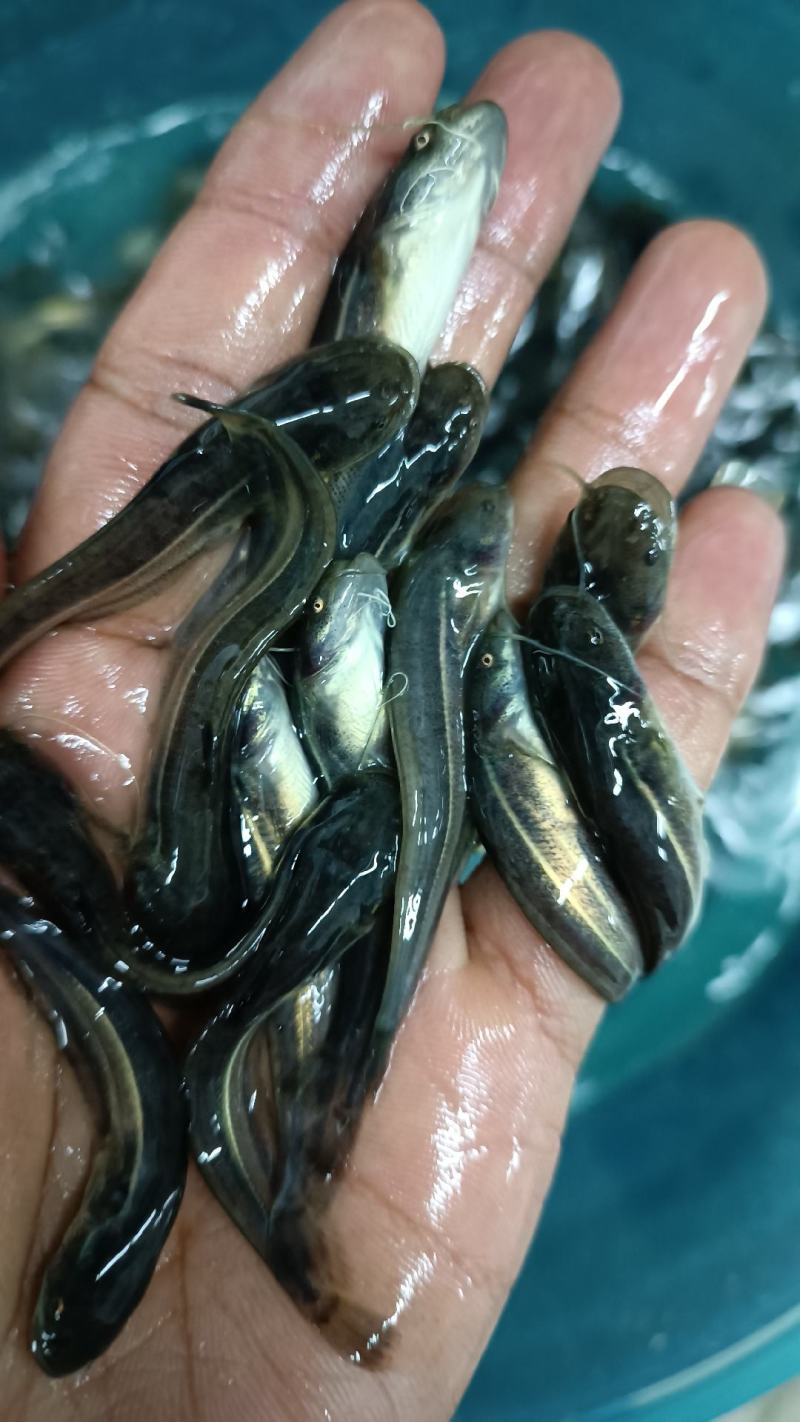鲶鱼大囗鲶鱼胡子鲶