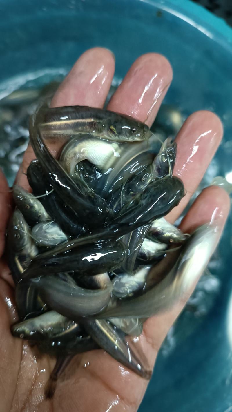 鲶鱼大囗鲶鱼胡子鲶