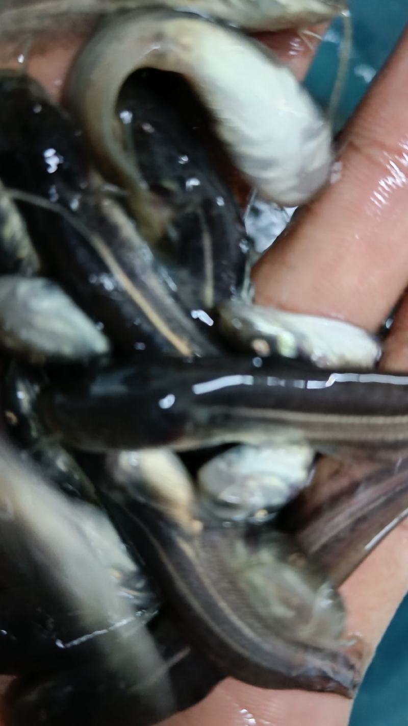 鲶鱼大囗鲶鱼胡子鲶
