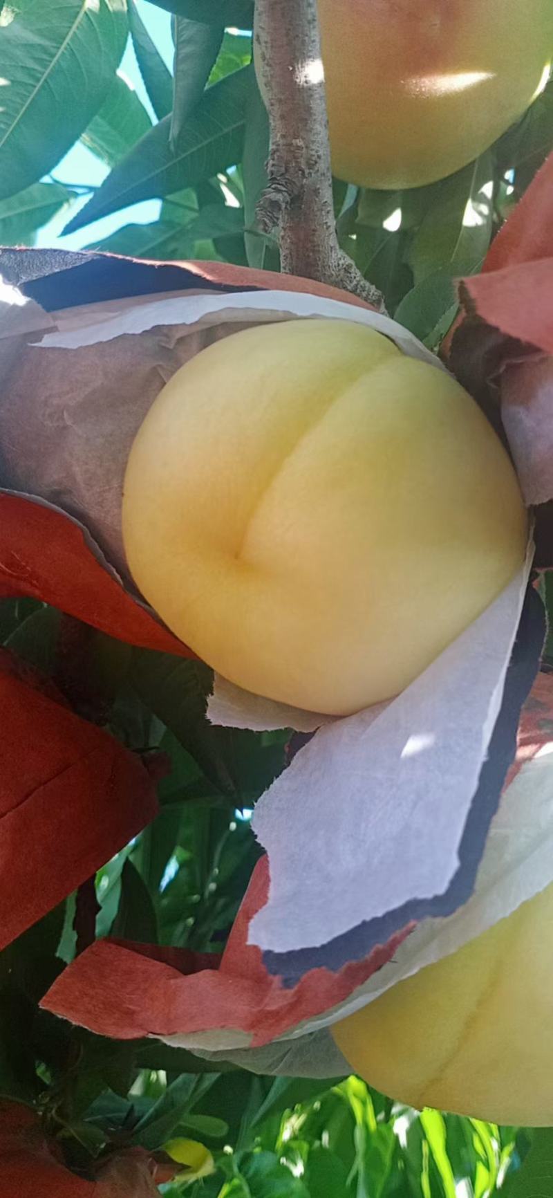 突围桃