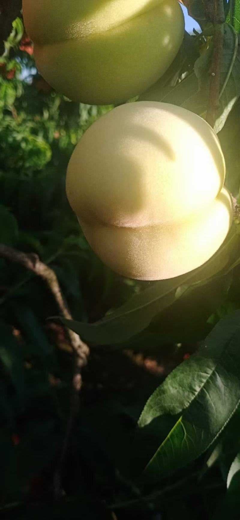 突围桃