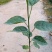 澳洲火焰木树苗公园庭院别墅院子种植树绿化工程树苗开花品种