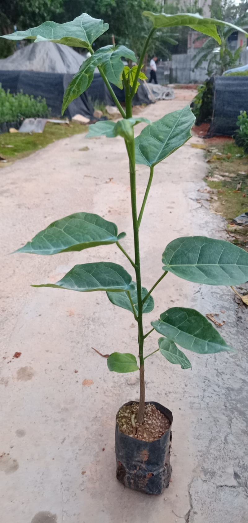 澳洲火焰木树苗公园庭院别墅院子种植树绿化工程树苗开花品种