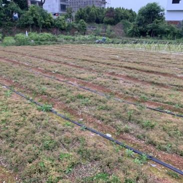 【火焰南天竹】一手货源基地直供，欢迎全国各地客商订购