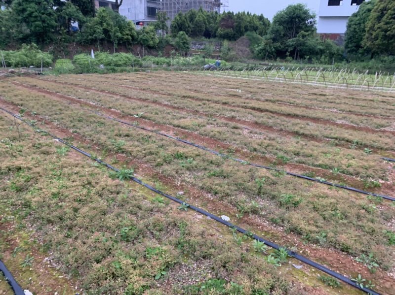 【火焰南天竹】一手货源基地直供，欢迎全国各地客商订购