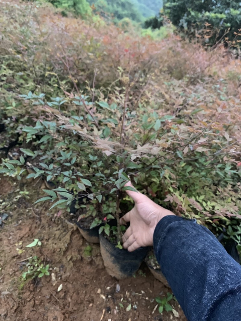 【火焰南天竹】一手货源基地直供，欢迎全国各地客商订购