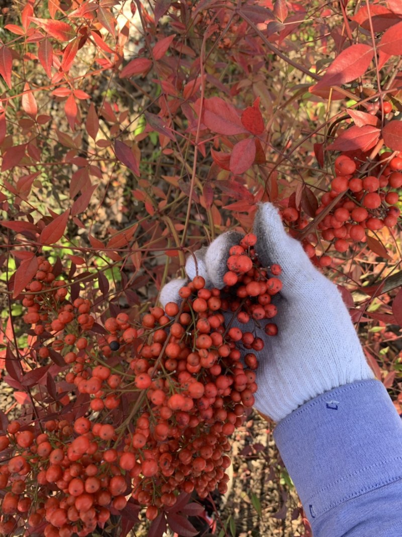 【火焰南天竹】一手货源基地直供，欢迎全国各地客商订购
