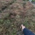 【火焰南天竹】一手货源基地直供，欢迎全国各地客商订购