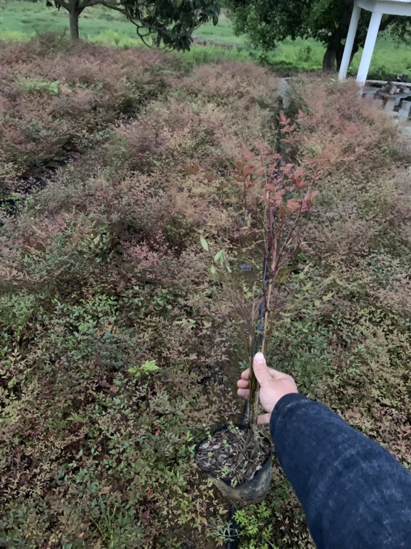 【火焰南天竹】一手货源基地直供，欢迎全国各地客商订购