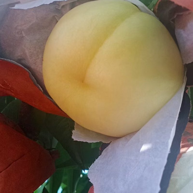 突围桃