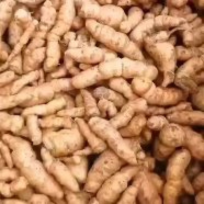 出售生地苗，