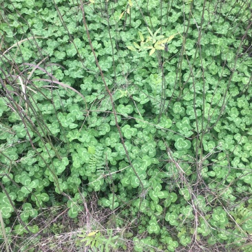 菜秧苗