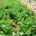 花叶苔菜种子青菜四季盆栽现在种的农家菜籽庭院秋季冬季耐热