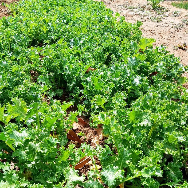 花叶苔菜种子青菜四季盆栽现在种的农家菜籽庭院秋季冬季耐热