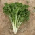 花叶苔菜种子青菜四季盆栽现在种的农家菜籽庭院秋季冬季耐热