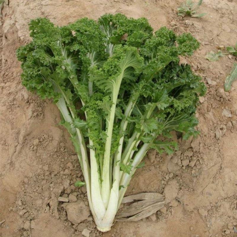 花叶苔菜种子青菜四季盆栽现在种的农家菜籽庭院秋季冬季耐热