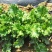 花叶苔菜种子青菜四季盆栽现在种的农家菜籽庭院秋季冬季耐热