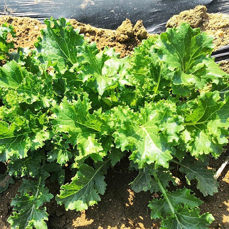 花叶苔菜种子青菜四季盆栽现在种的农家菜籽庭院秋季冬季耐热