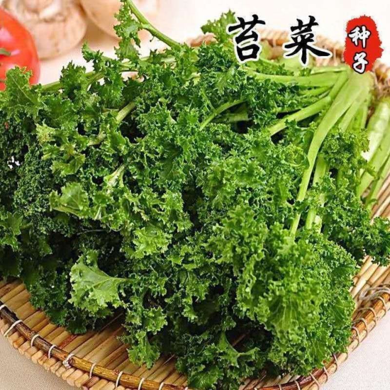 花叶苔菜种子青菜四季盆栽现在种的农家菜籽庭院秋季冬季耐热