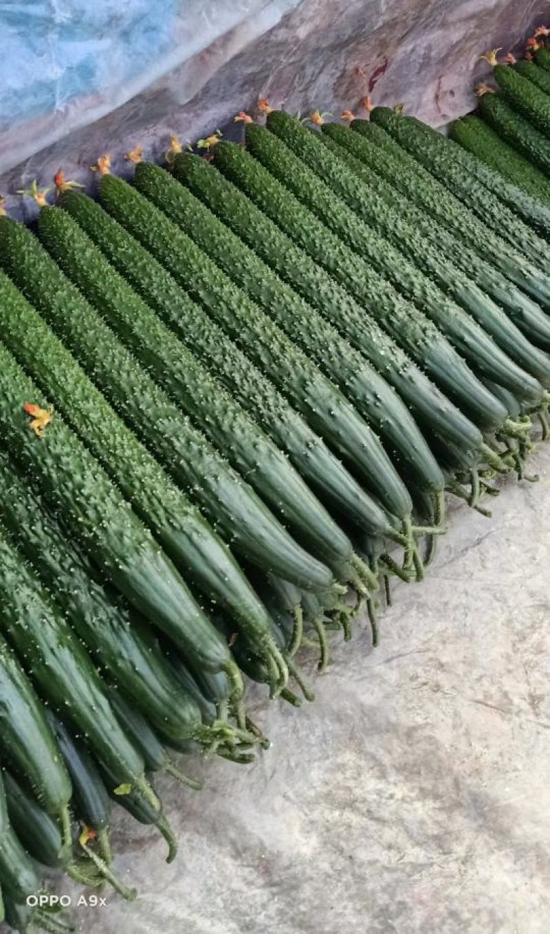 密刺黄瓜大量上市，中小条瓜，新瓜，价格便宜！