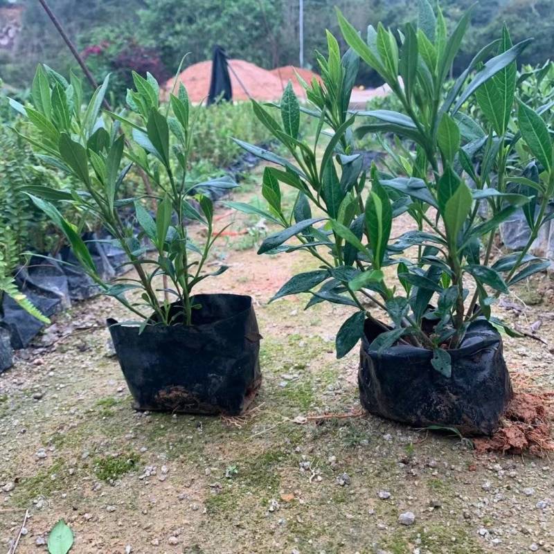 小叶栀子漳州精品基地直供25高