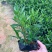 小叶栀子漳州精品基地直供25高