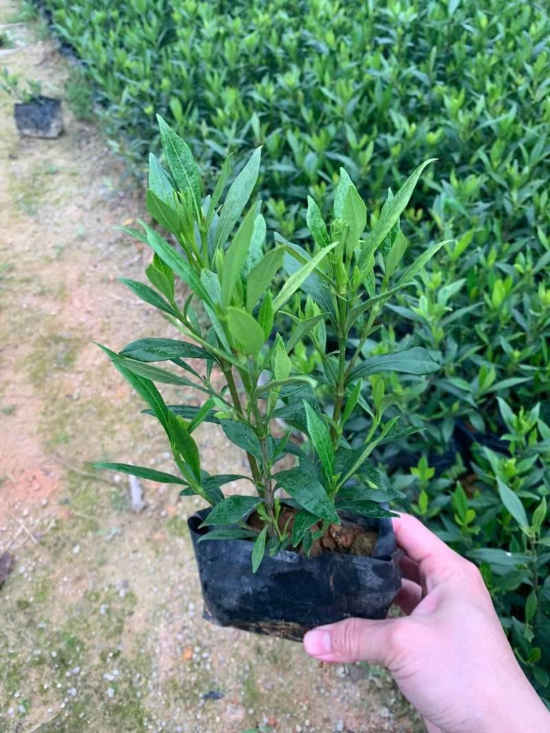 小叶栀子漳州精品基地直供25高
