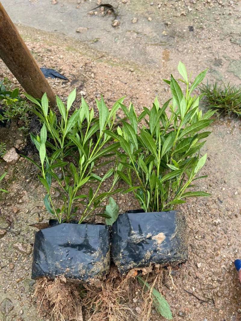 小叶栀子漳州精品基地直供25高