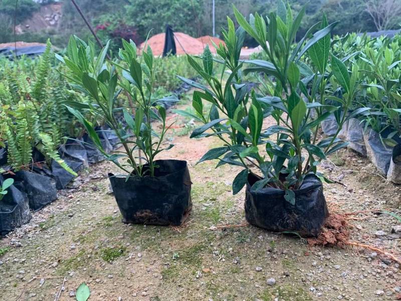小叶栀子漳州精品基地直供25高