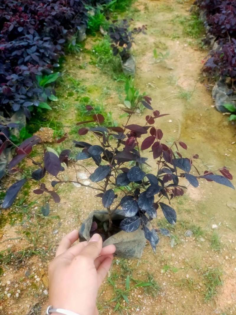 红花檵木漳州精品基地直供20高冠幅好