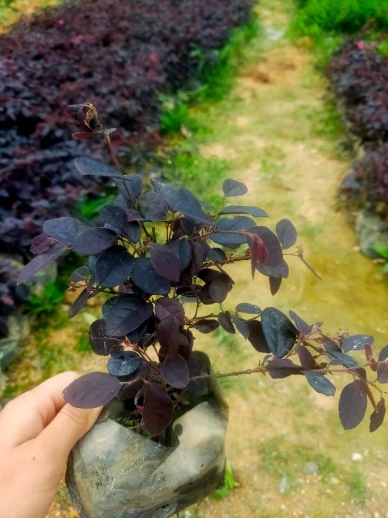 红花檵木漳州精品基地直供20高冠幅好