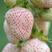 南极星白雪公主红颜草莓种子四季草莓盆栽地栽南北方种植