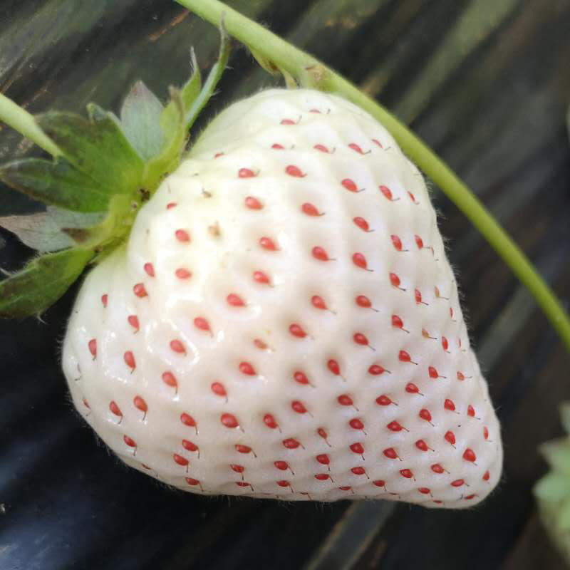 南极星白雪公主红颜草莓种子四季草莓盆栽地栽南北方种植