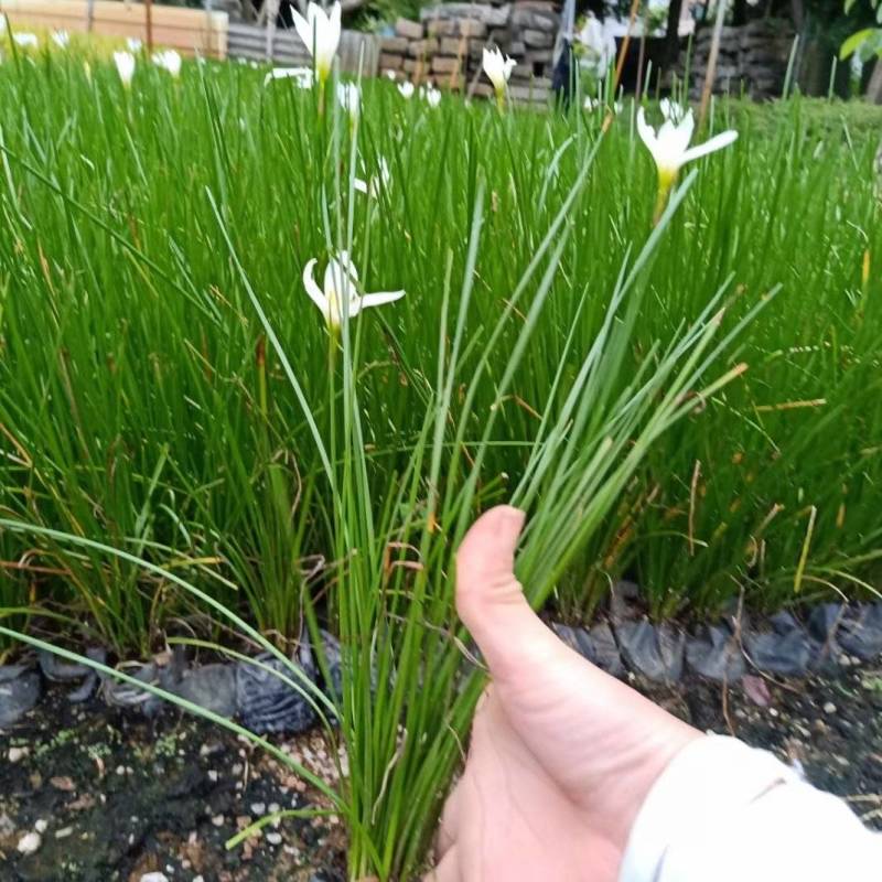 葱兰漳州精品基地直供