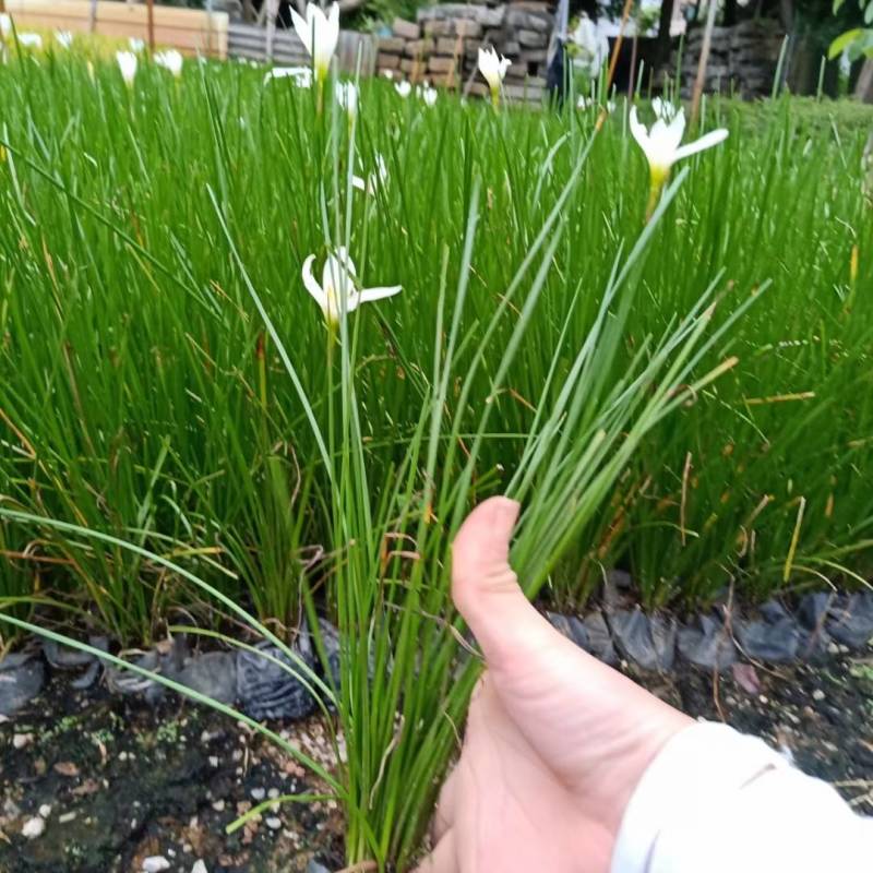 葱兰漳州精品基地直供