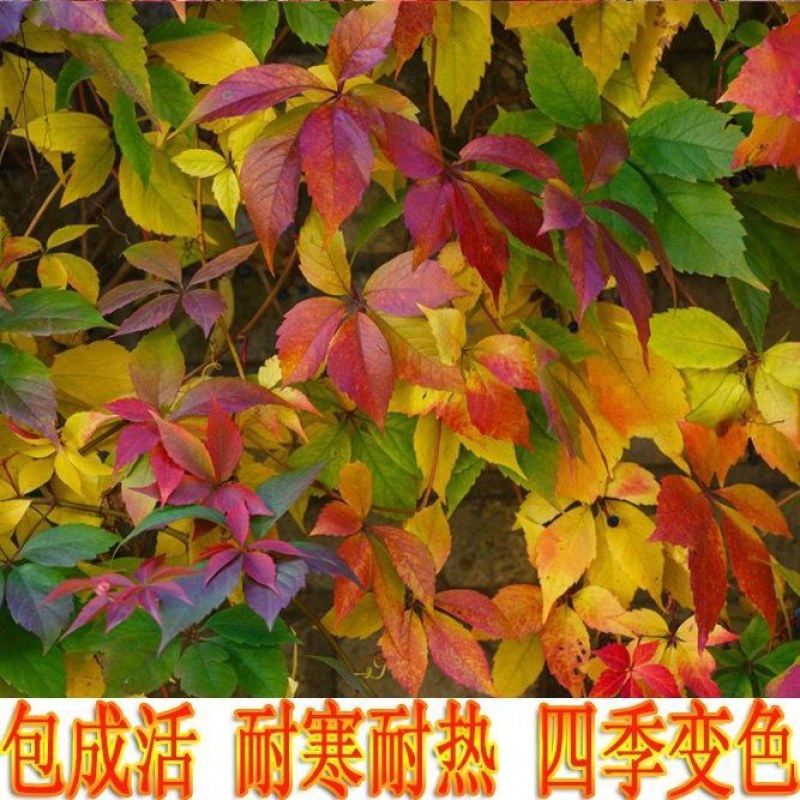 爬山虎美国地景三叶爬山虎五叶爬山虎山坡护坡