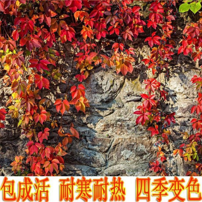 爬山虎美国地景三叶爬山虎五叶爬山虎山坡护坡