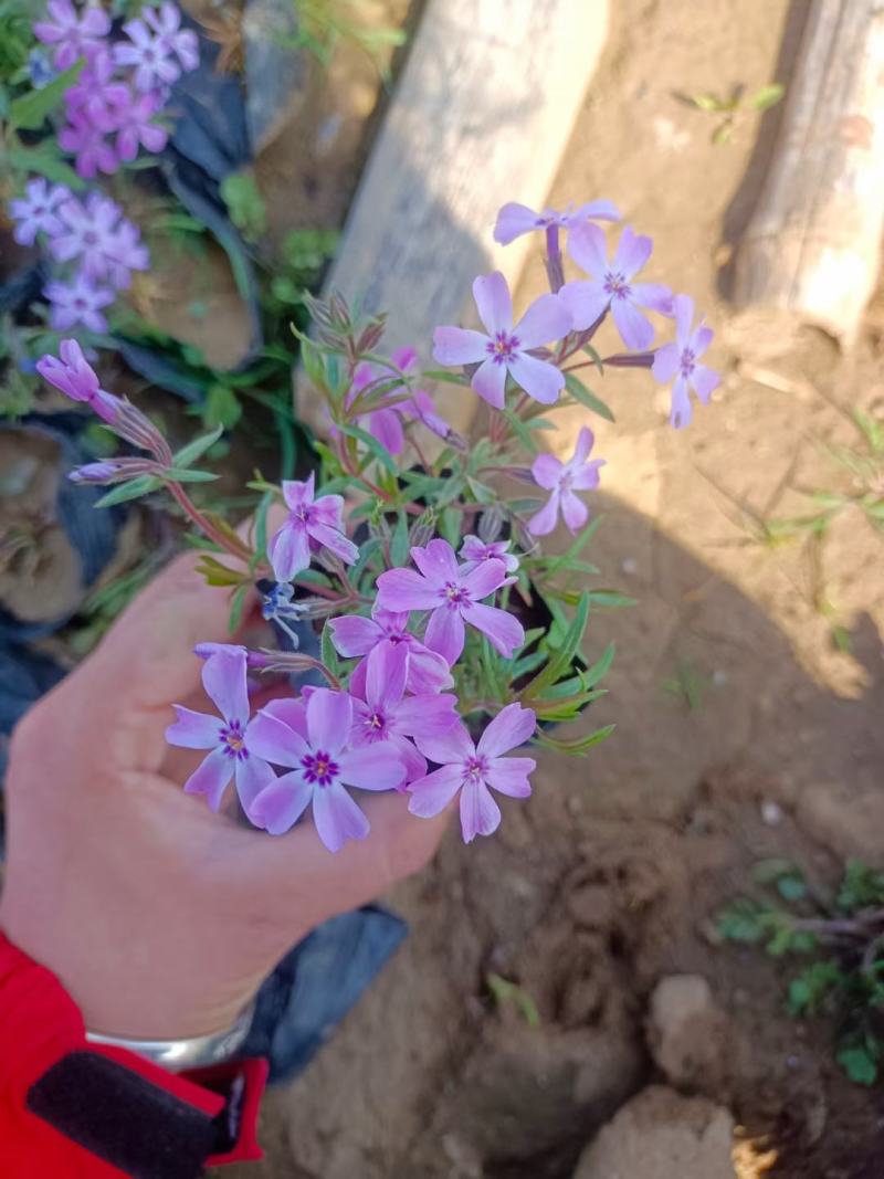 福禄考