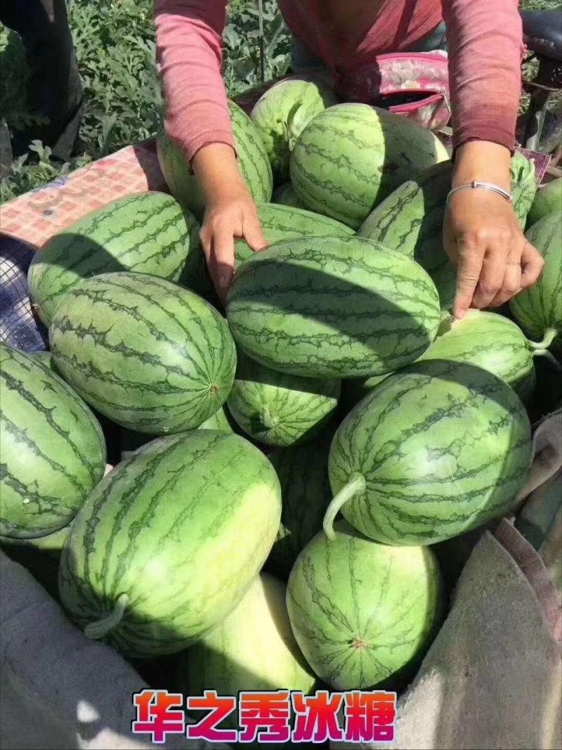 华之秀冰糖礼品西瓜种瓜瓤橙黄色14度不易空心皮薄果个均匀