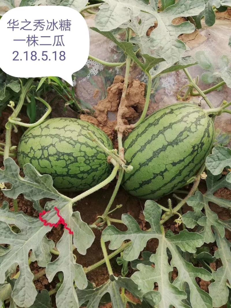 华之秀冰糖礼品西瓜种瓜瓤橙黄色14度不易空心皮薄果个均匀