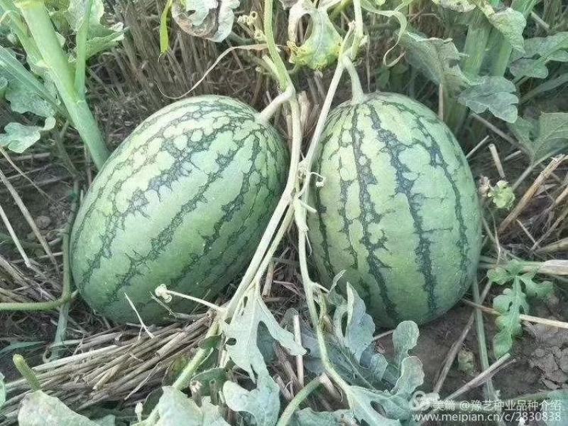 华之秀冰糖礼品西瓜种瓜瓤橙黄色14度不易空心皮薄果个均匀