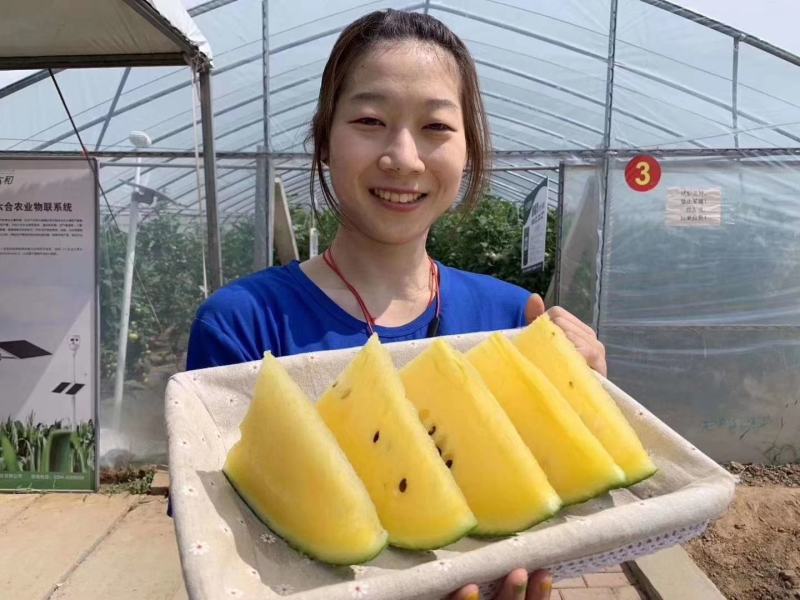 华之秀冰糖礼品西瓜种瓜瓤橙黄色14度不易空心皮薄果个均匀