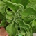 水晶冰菜种子高喜凉冰菜种子盆栽庭院露天种植四季养生蔬菜种
