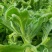 水晶冰菜种子高喜凉冰菜种子盆栽庭院露天种植四季养生蔬菜种