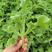 水晶冰菜种子高喜凉冰菜种子盆栽庭院露天种植四季养生蔬菜种