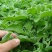 水晶冰菜种子高喜凉冰菜种子盆栽庭院露天种植四季养生蔬菜种