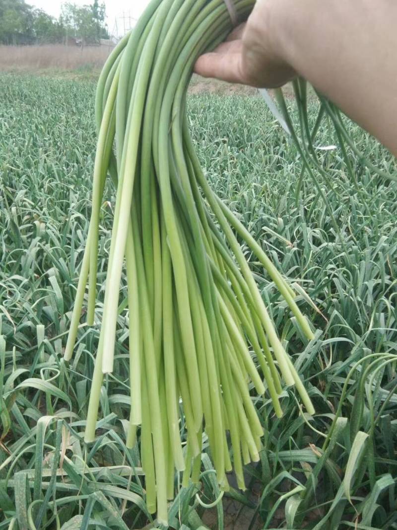 金乡蒜苔优质红帽蒜苔大量上市！代发全国欢迎采购货源充足质