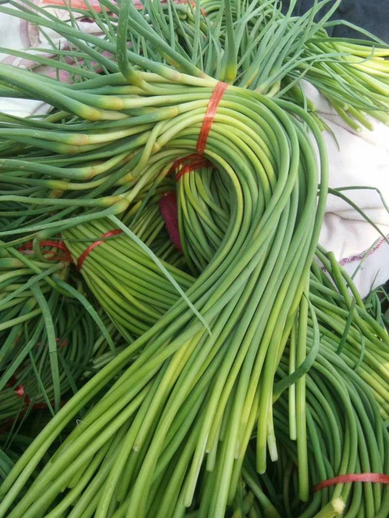 金乡蒜苔优质红帽蒜苔大量上市！代发全国欢迎采购货源充足质
